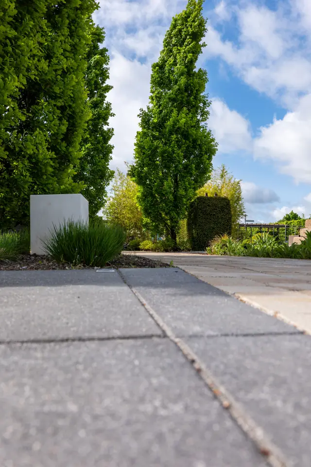 Large-format paver plaza with columnar oaks and planted borders under a summer sky