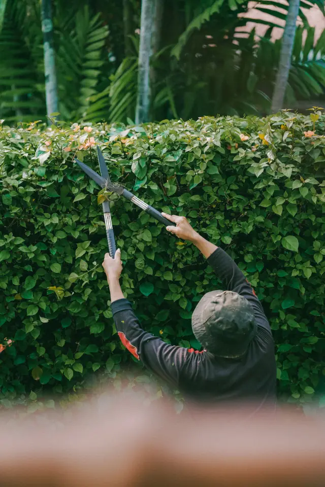 Crew member shaping a dense hedge with long-handled shears