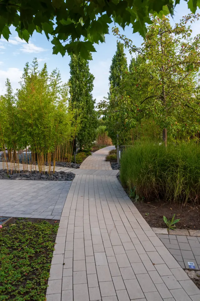 Herringbone paver walk through ornamental grasses, birch and columnar trees