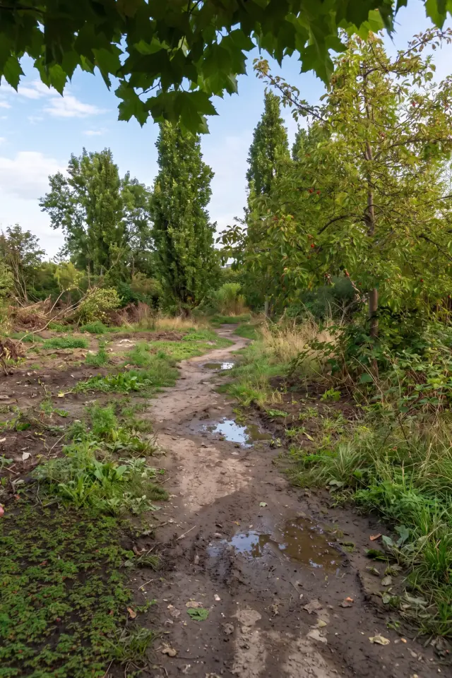 Before: a muddy dirt footpath through weeds and bare soil