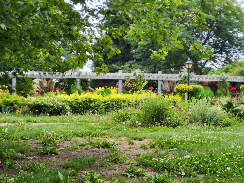 Before: a weedy, patchy lawn and overgrown beds in front of the pergola