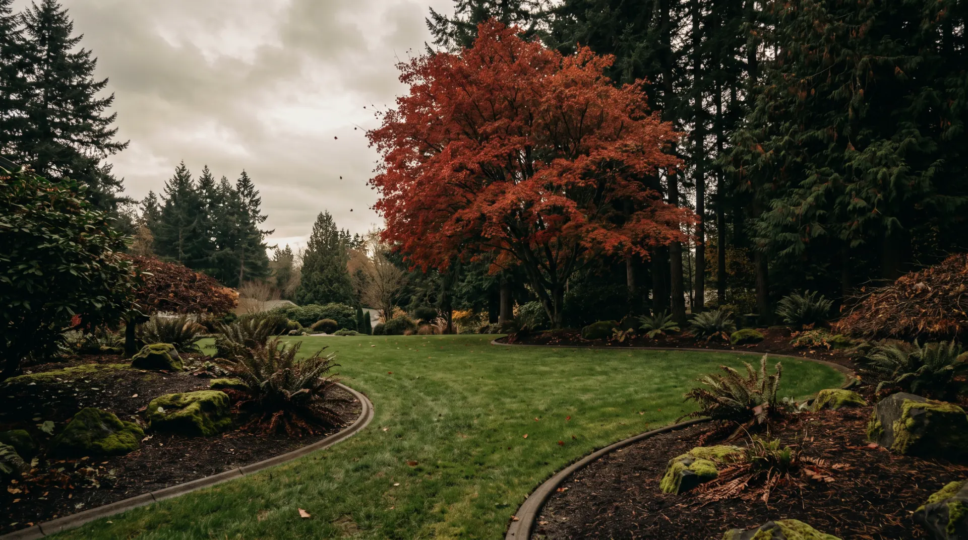 Autumn yard cleared of leaves under a red maple